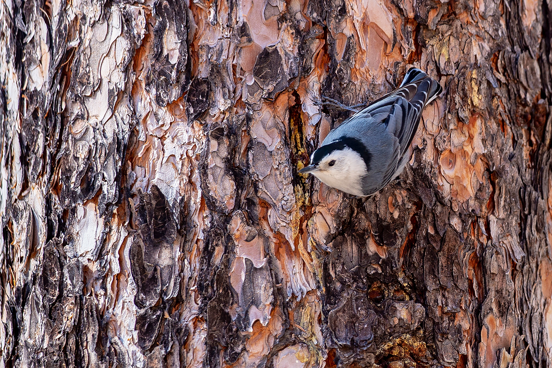 Pygmy Nuthatch
