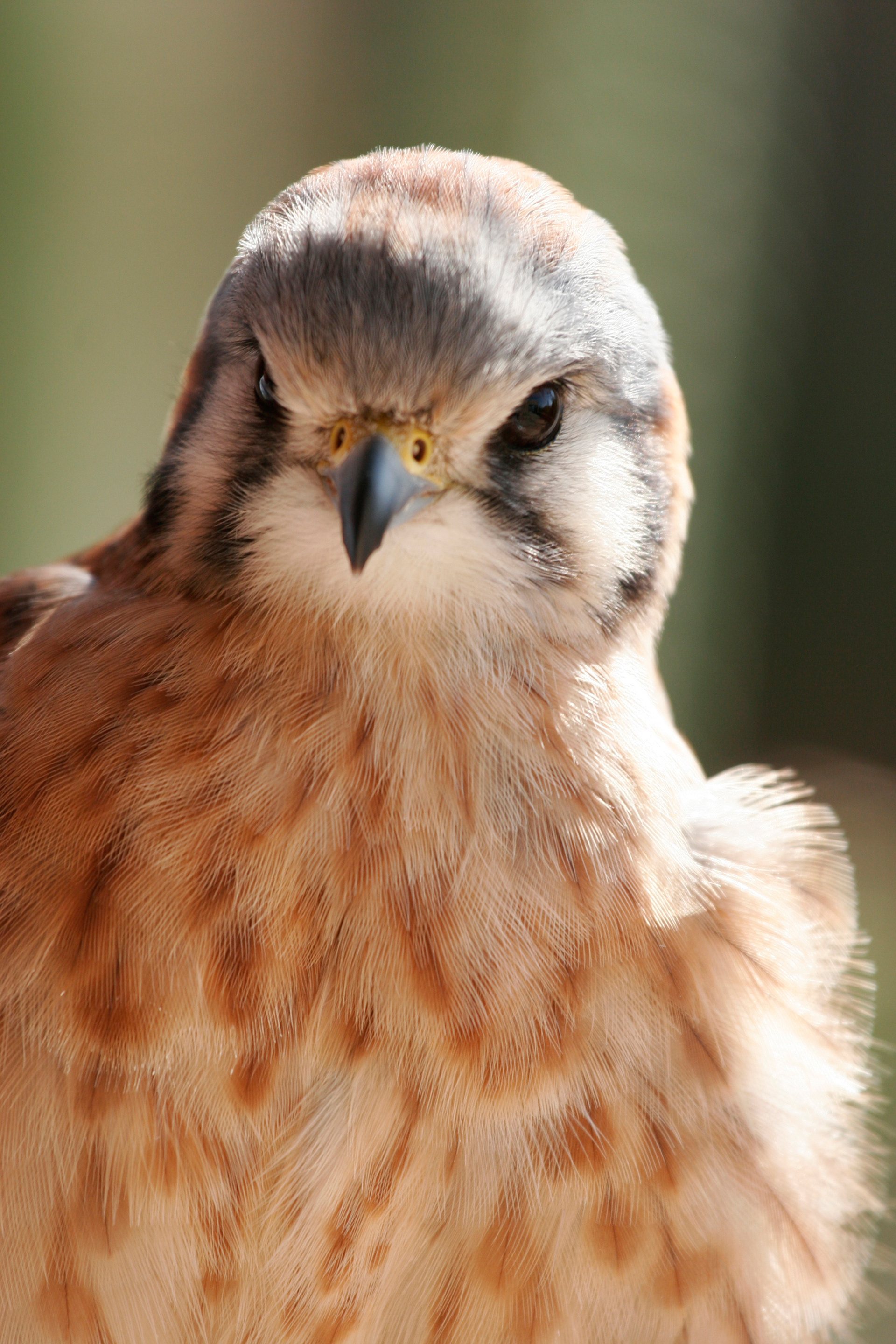 Prairie Falcon
