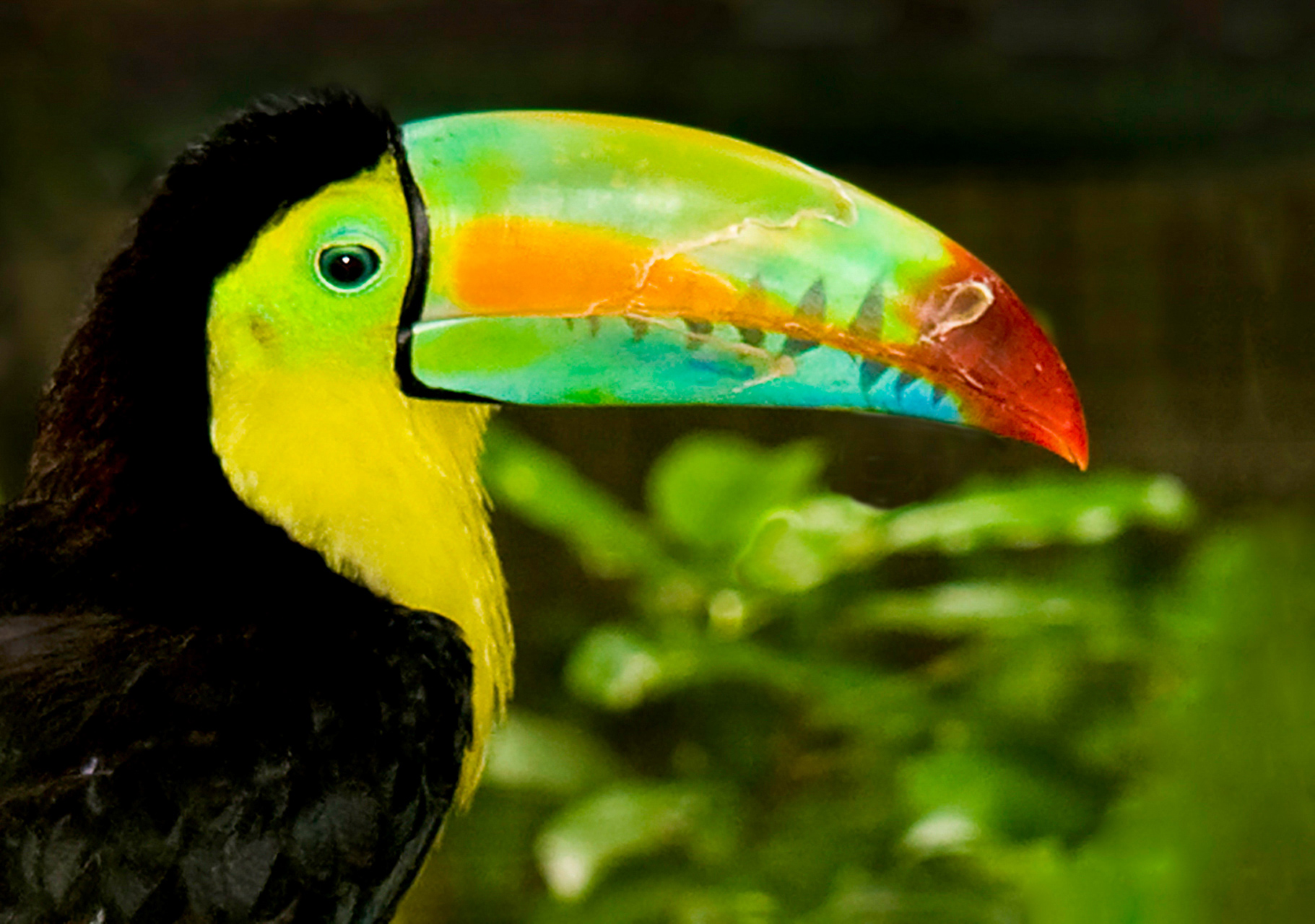 Toucan