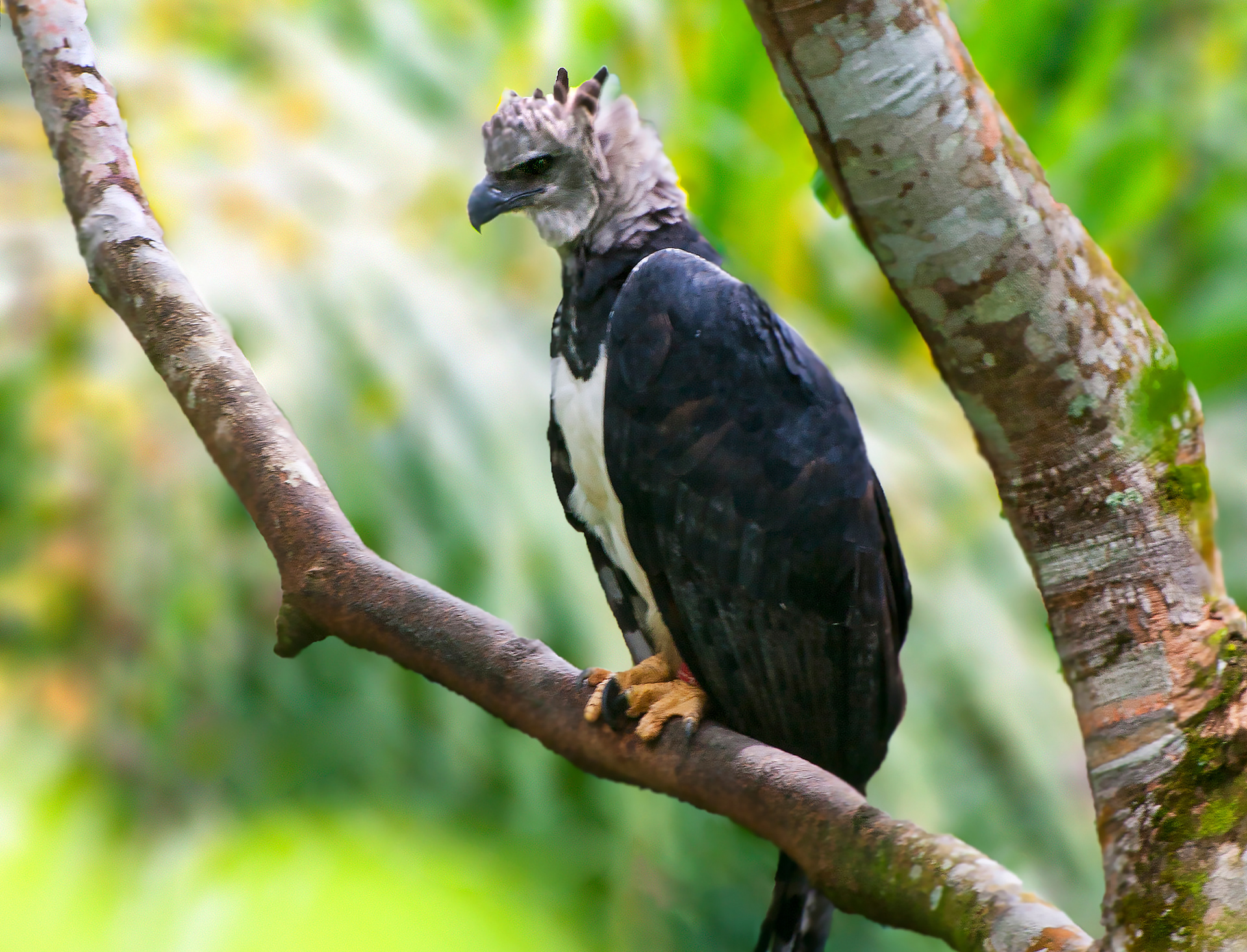 Harpy Eagle