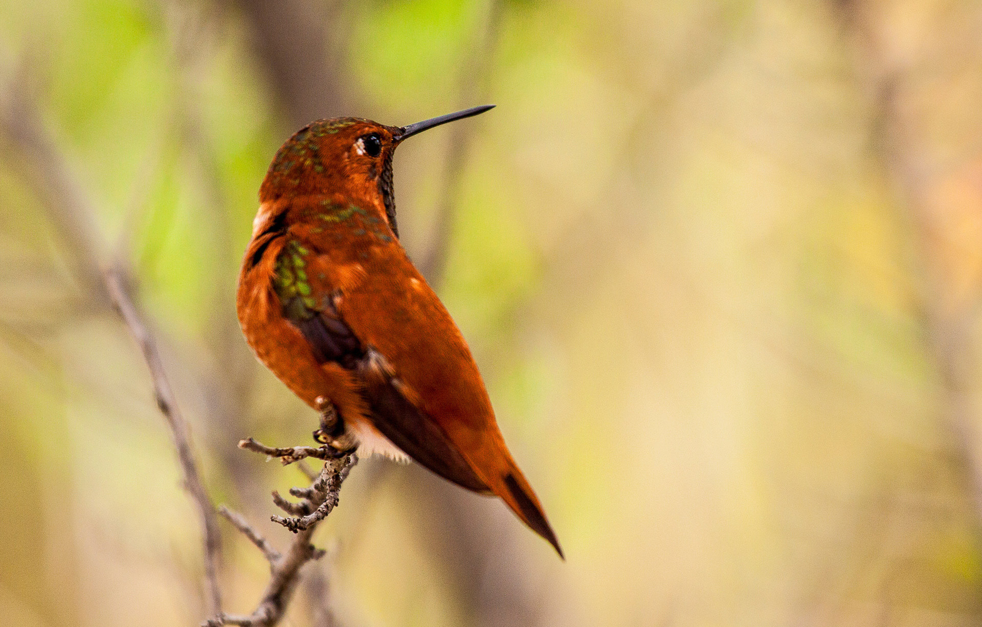 Rufous Hummingbird