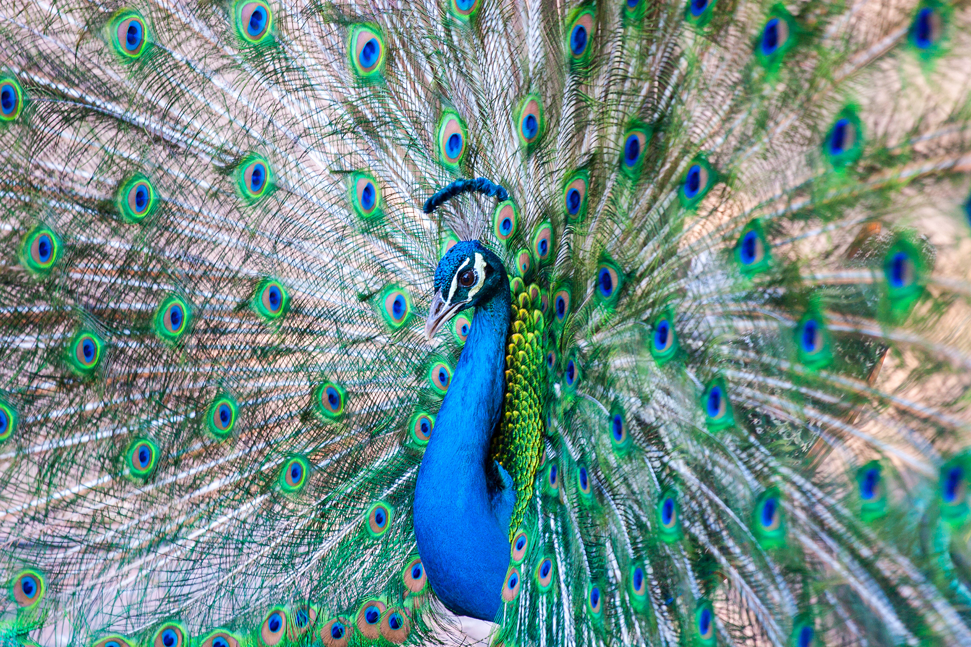 Peacock