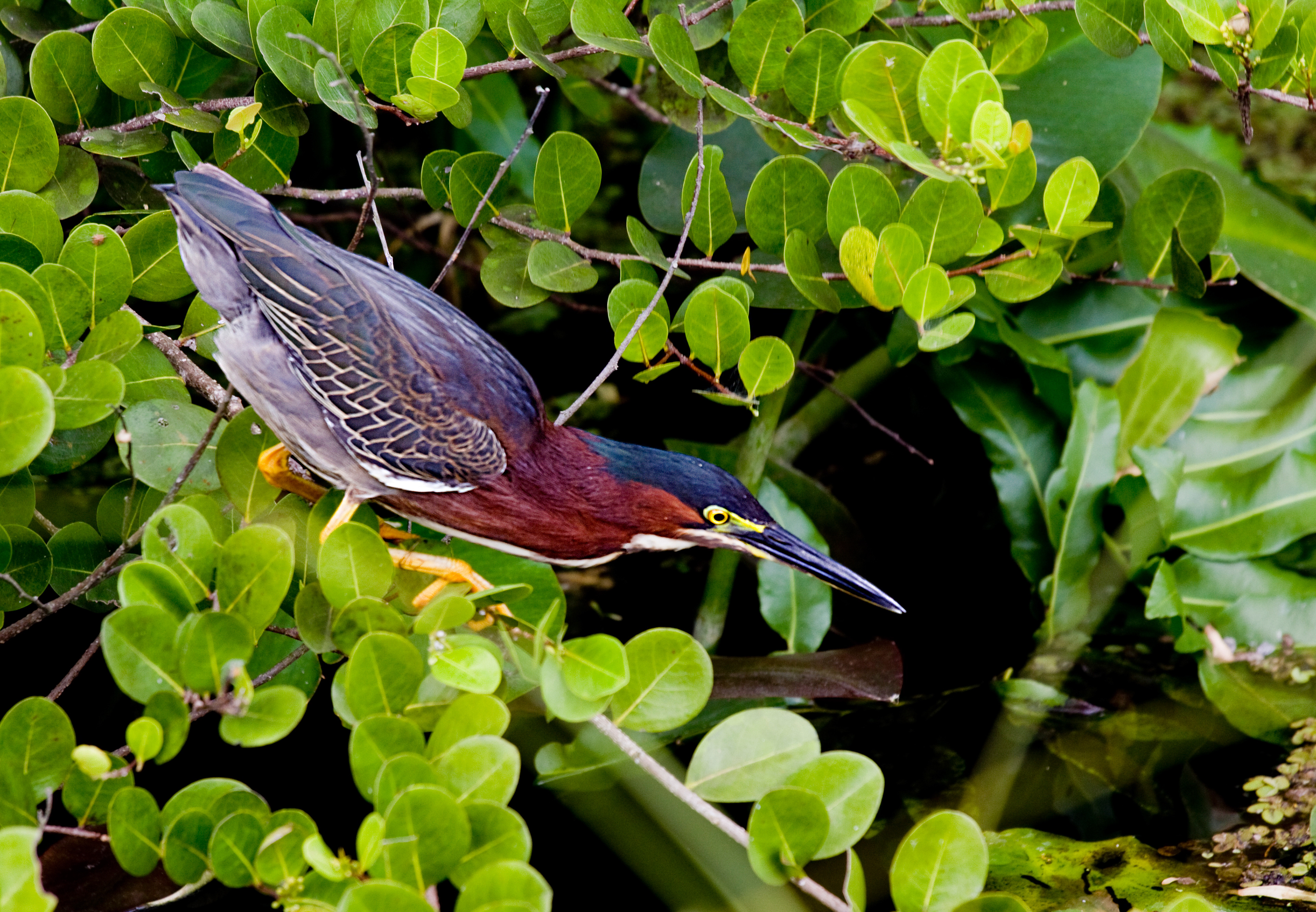 Green Backed Heron