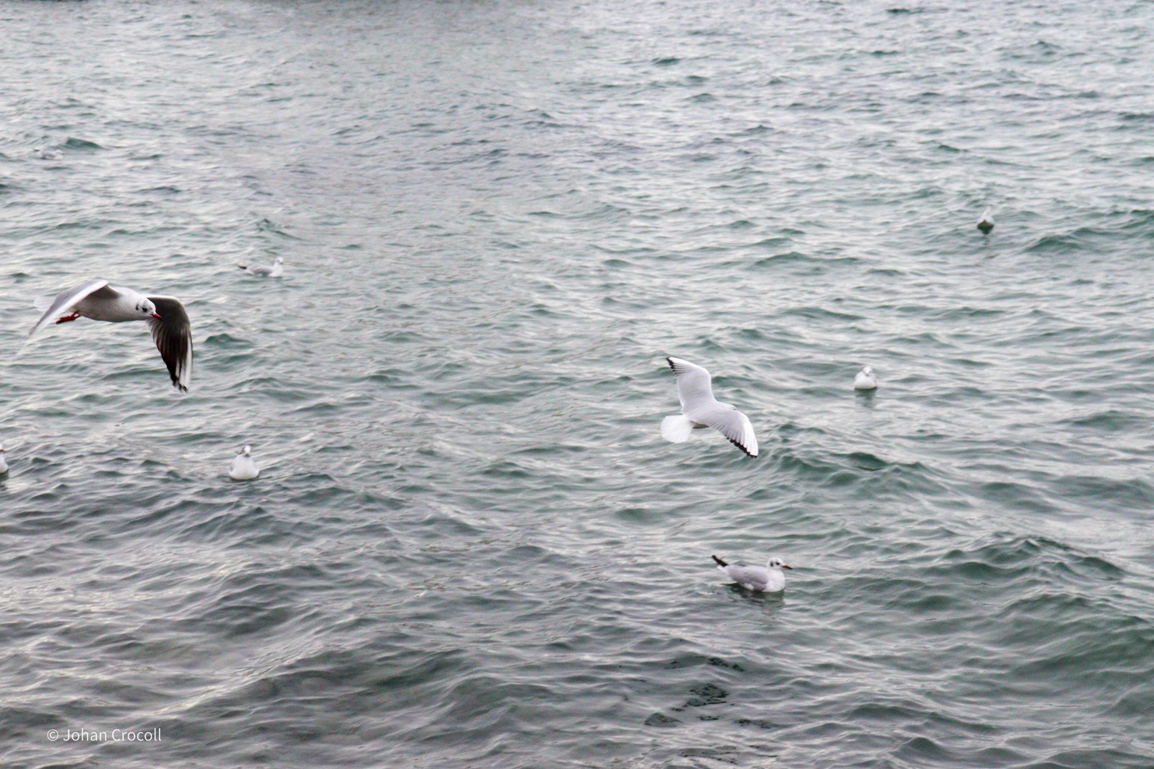 L'envol de mouettes