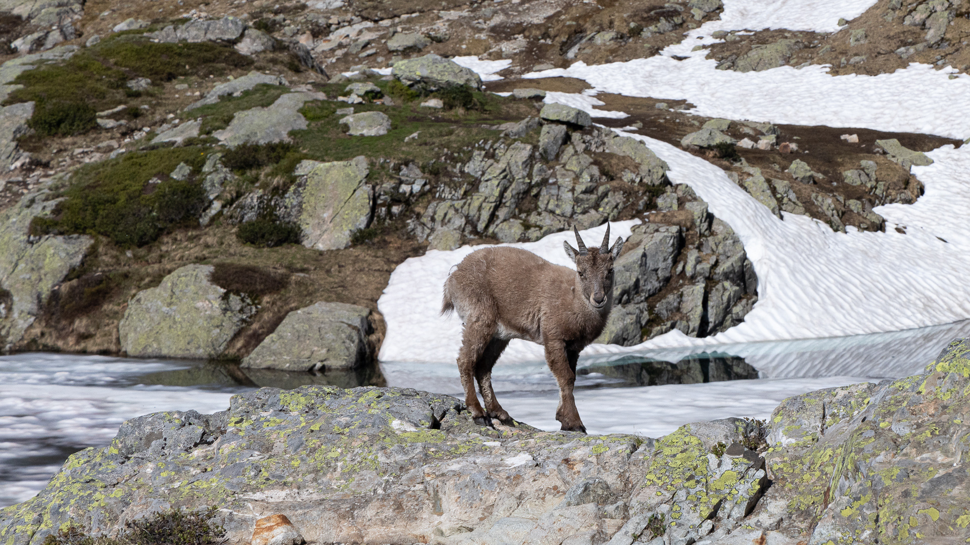 Petit bouquetin lac de cheserys