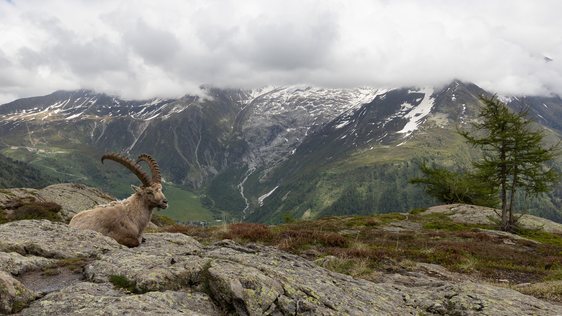 Vieux bouquetin sous les nuages