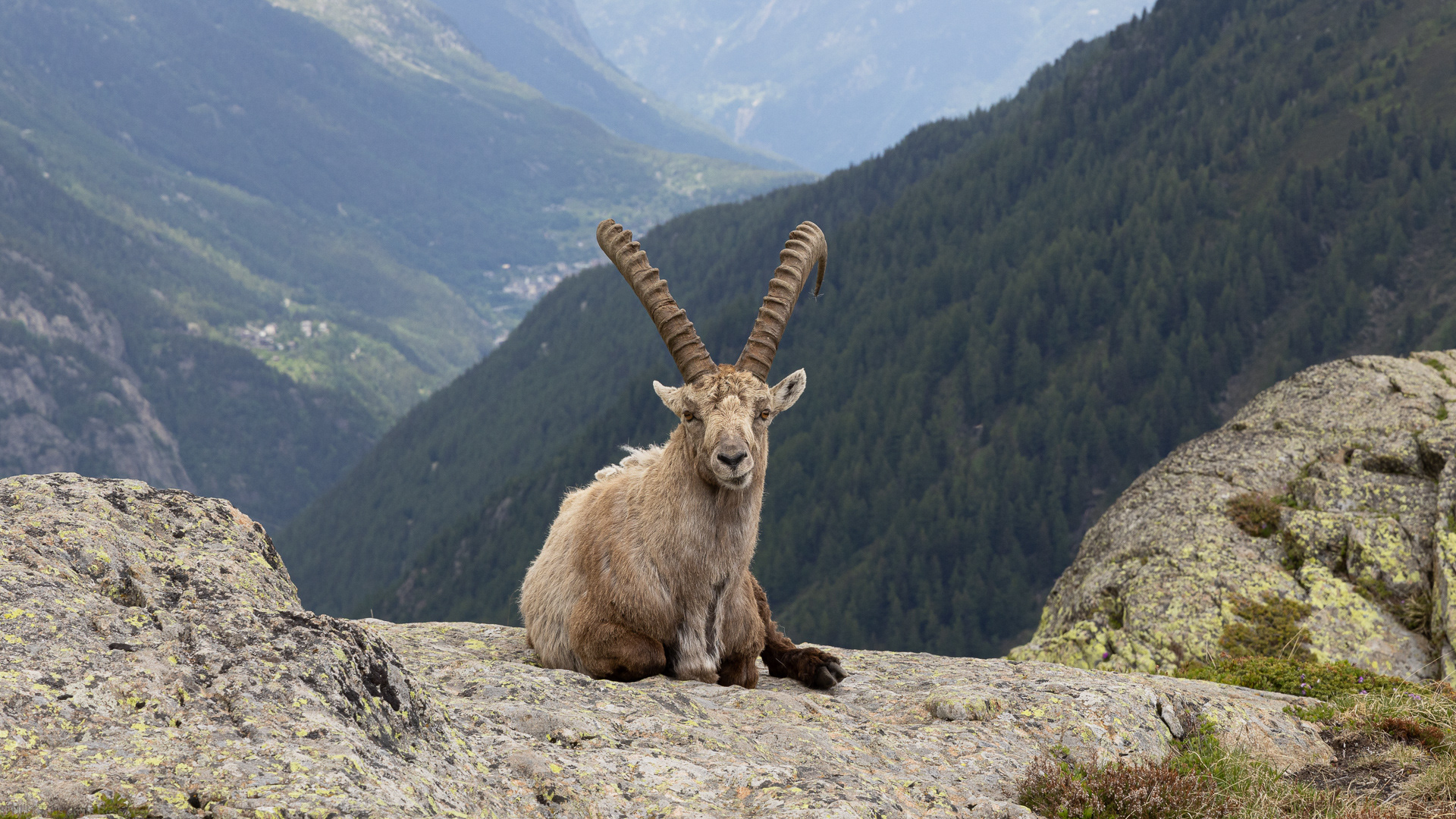Bouquetin près du lac blanc