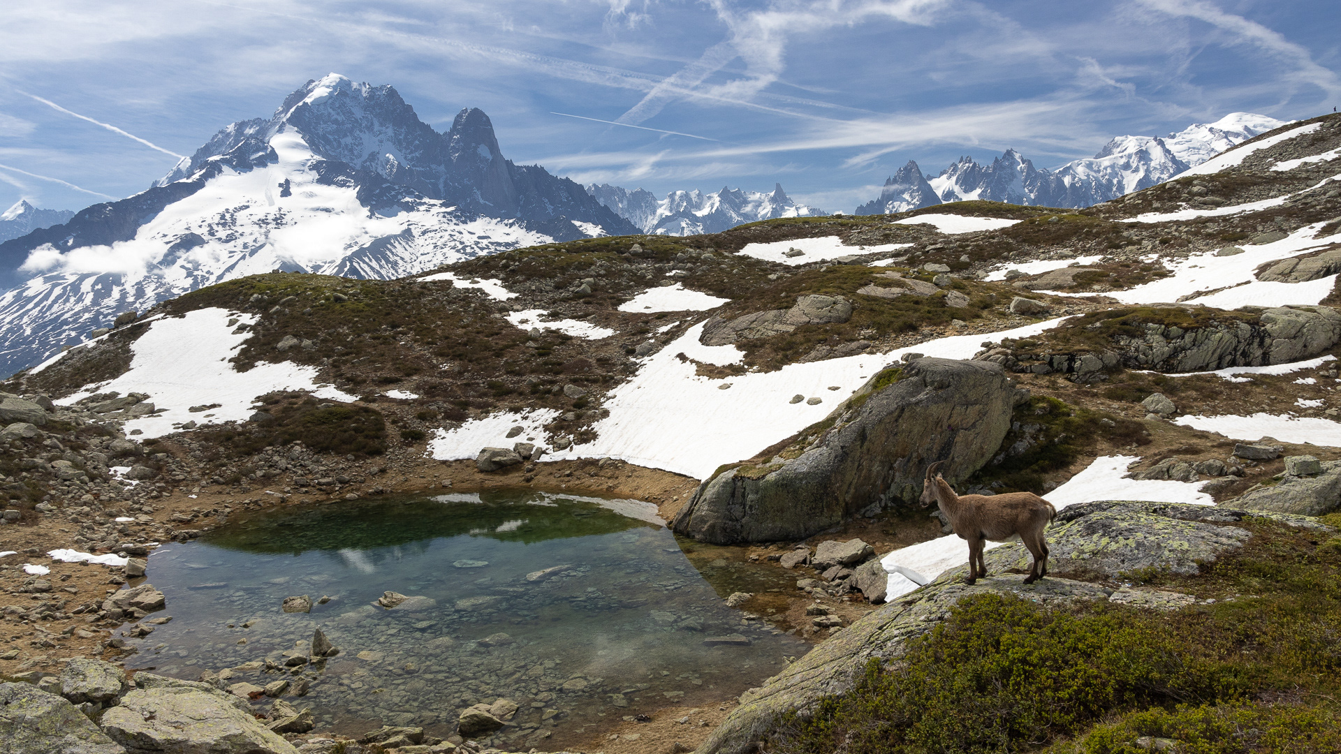 Bouquetin pres d'un lac Mont Blanc