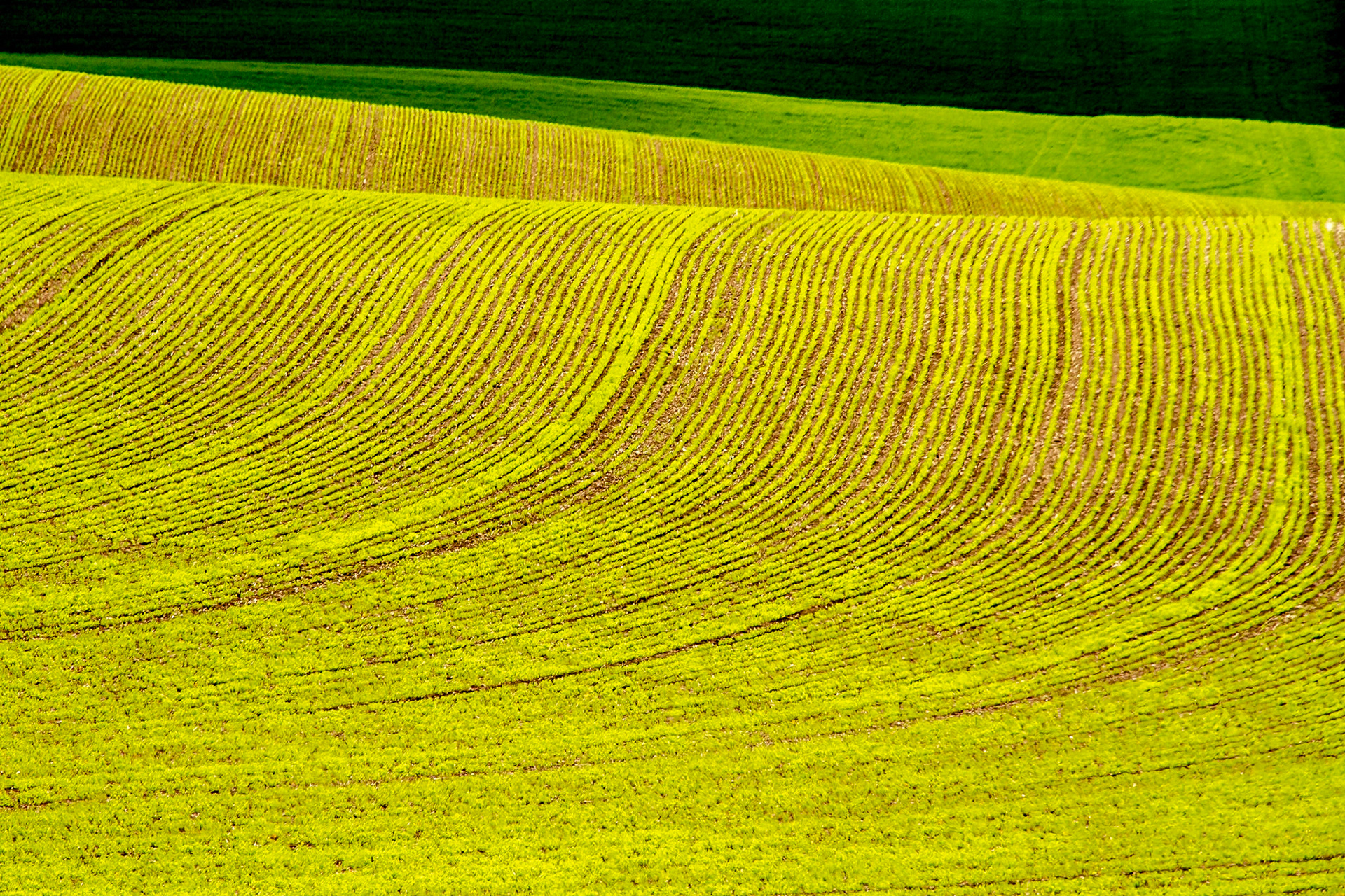 Wheat fields in the Palouse