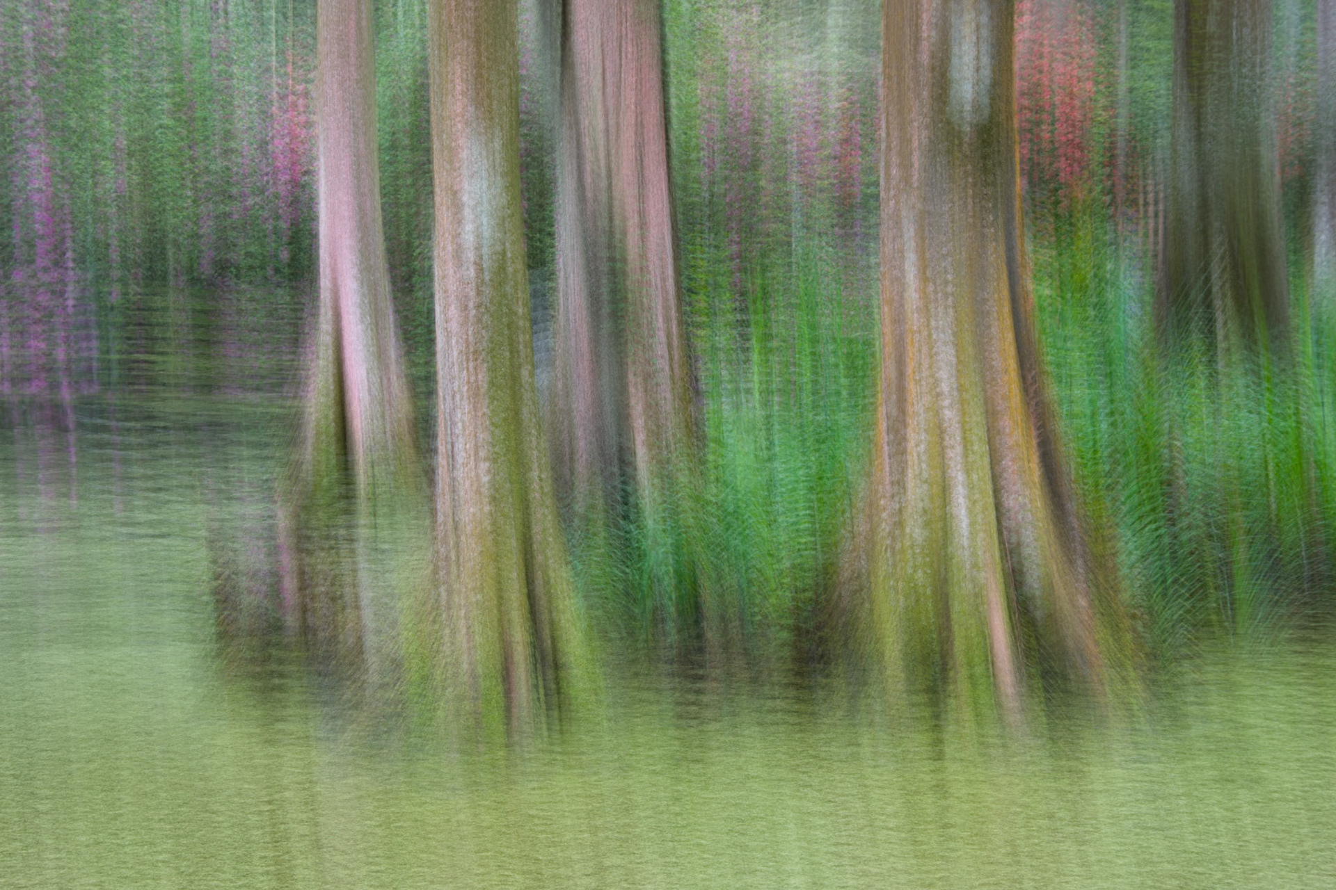 Multiple exposure of Magnolia Gardens, Chalreston, S.C.