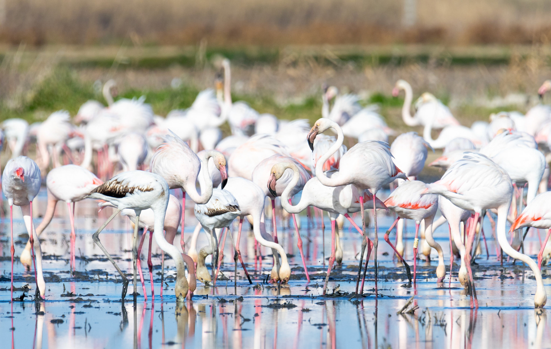 Albufera, Valencia, Spain