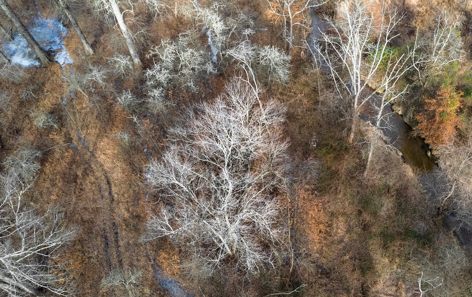 Winter trees