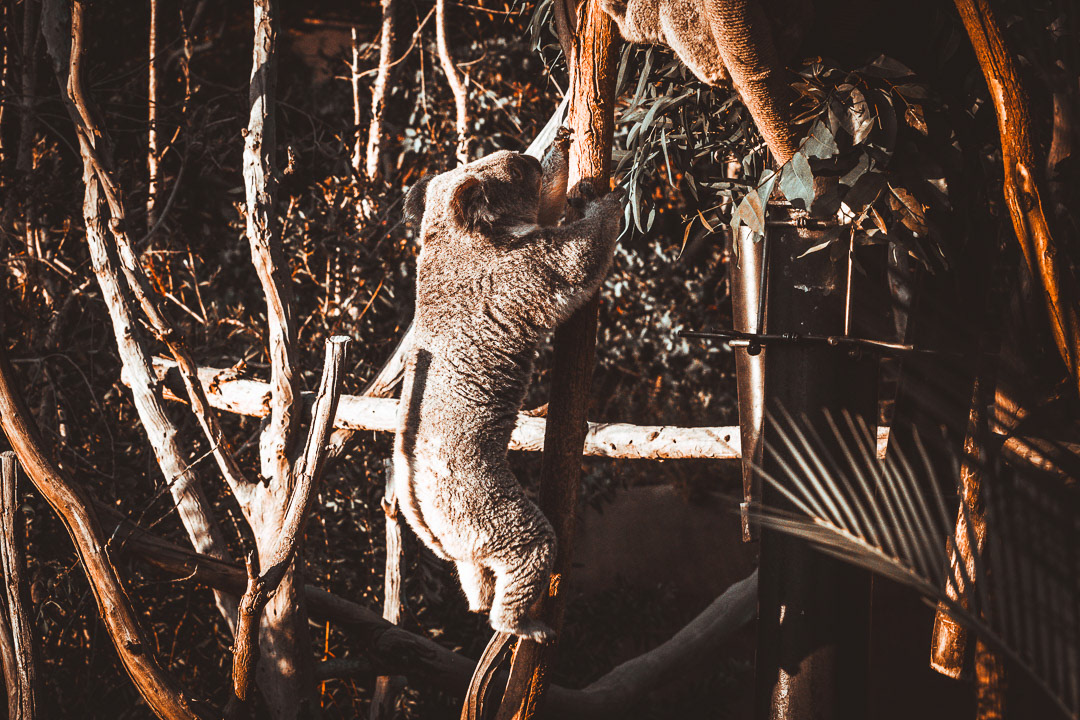 Quick Climb