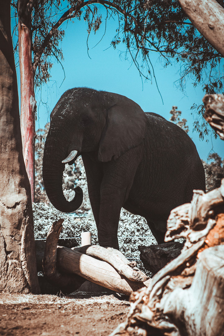 The Curl of the Trunk