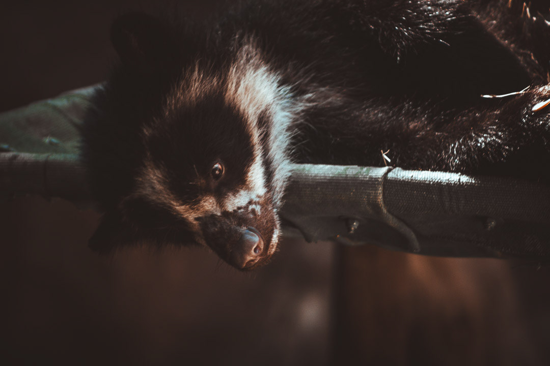 Curious Little One