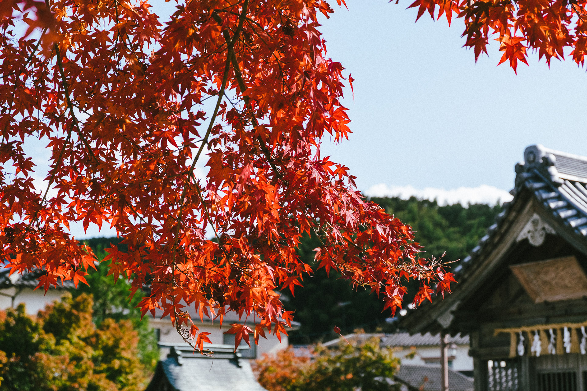  Dazaifu Tenmangu Shrine -  Dazaifu 