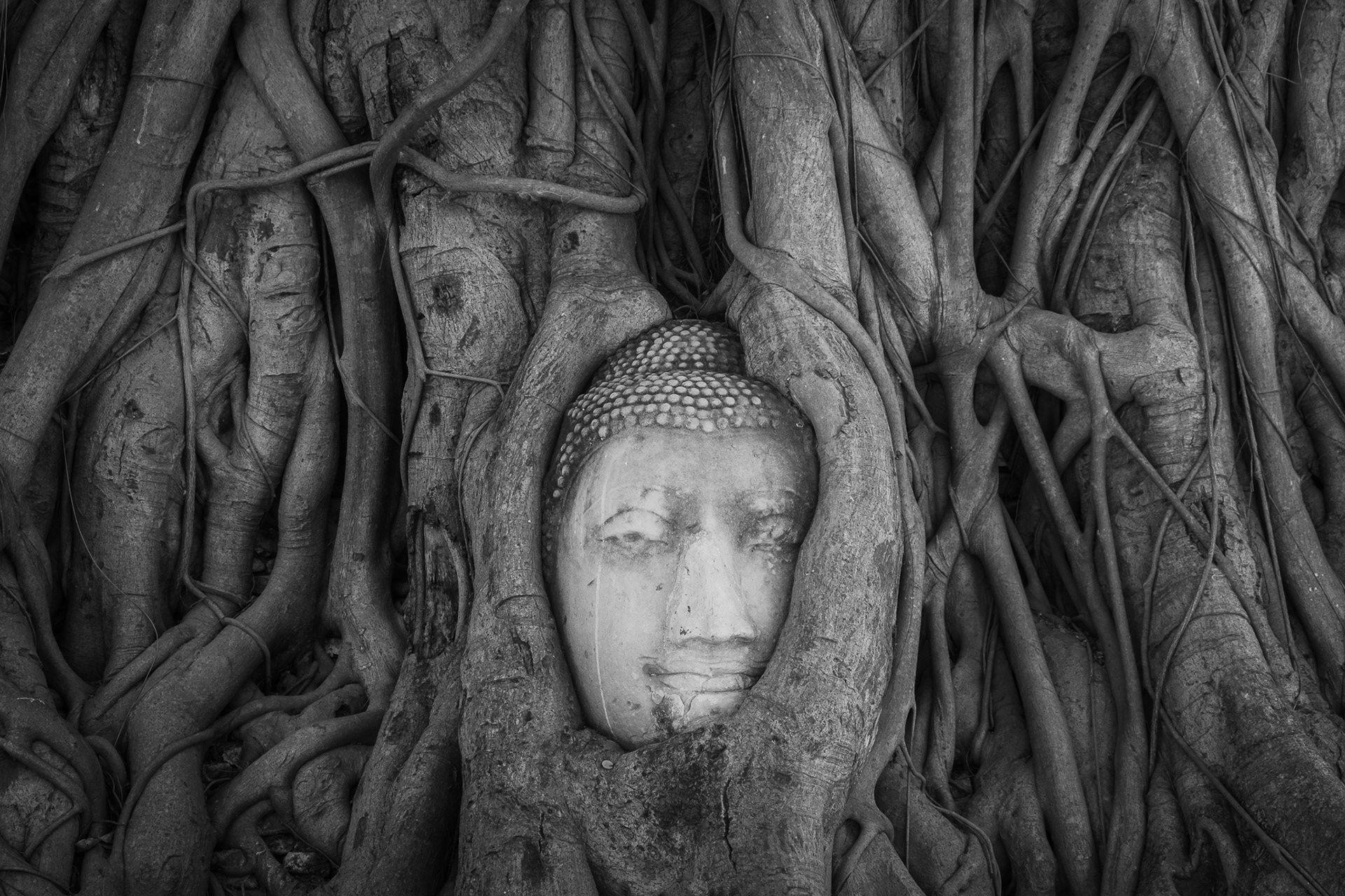  Buddha Head in Tree Roots - Wat Mahathat , วัดมหาธาตุ