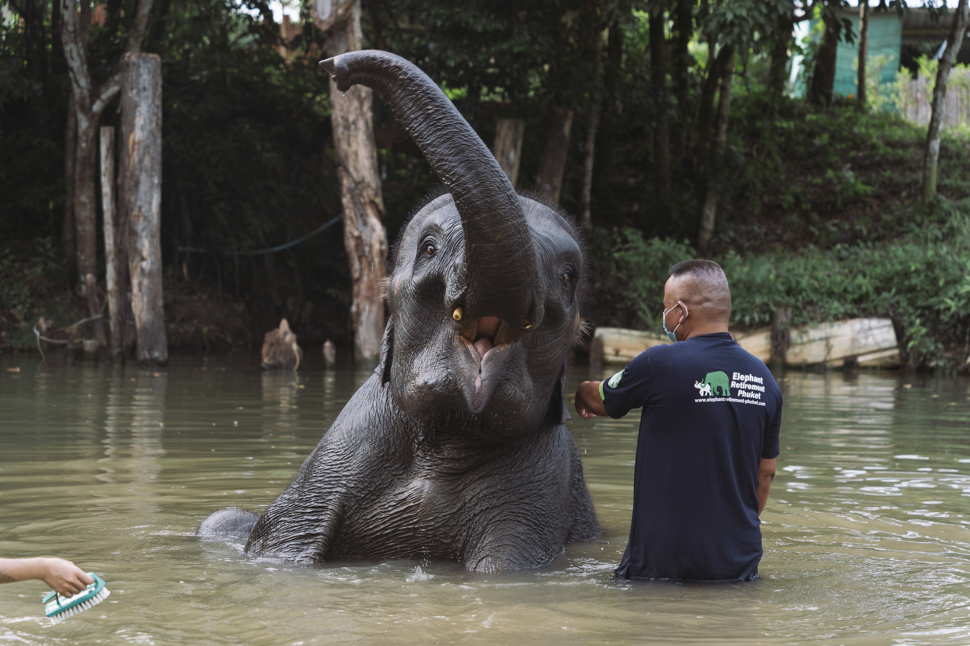 Staff bathe elephants at Elephant Wildlife Sanctuary Phuket.