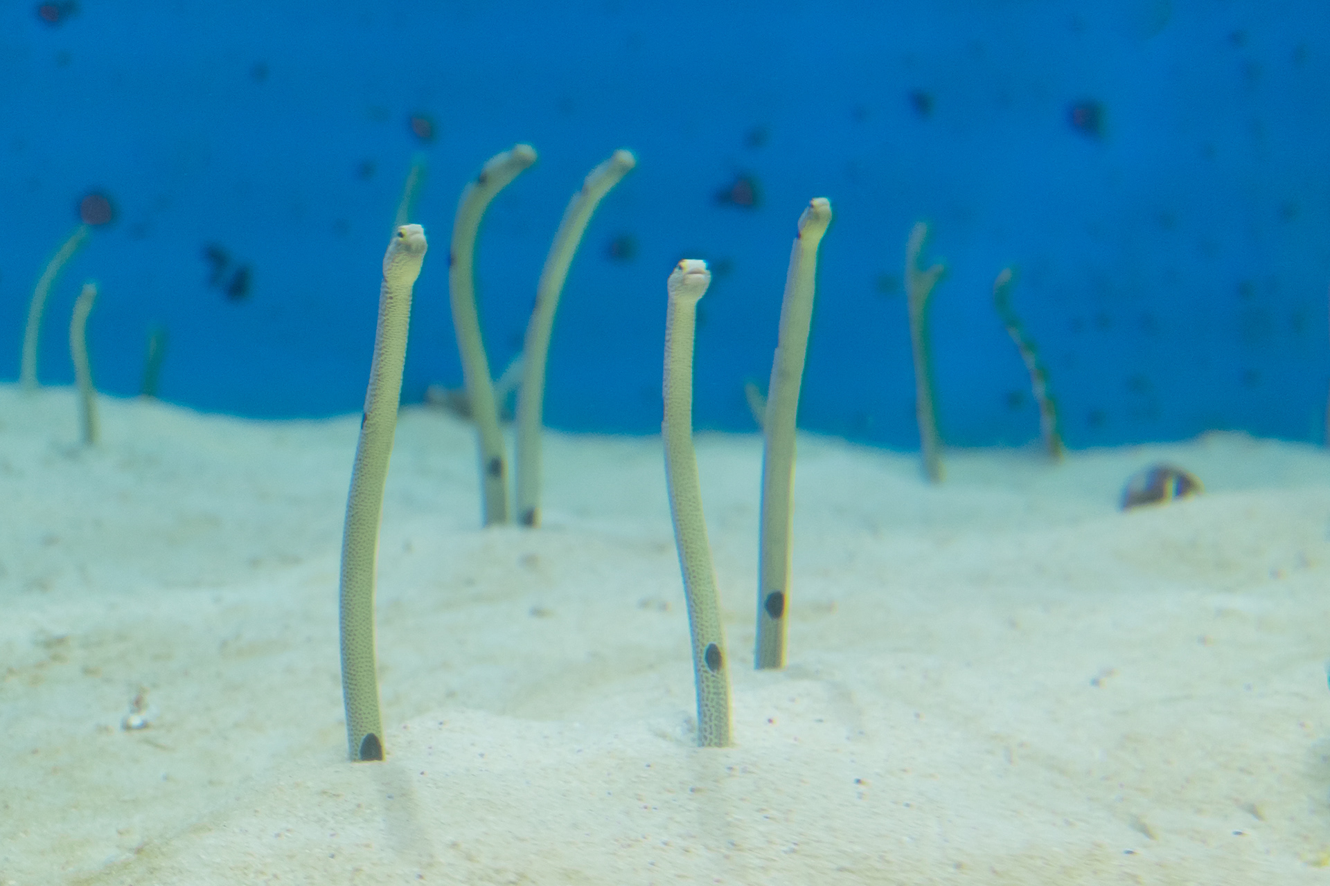 Garden eels, Okinawa Churaumi Aquarium