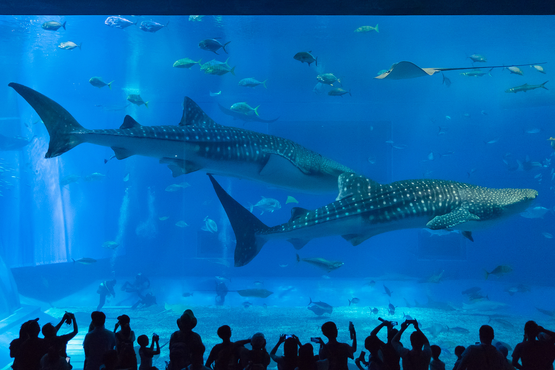 Okinawa Churaumi Aquarium