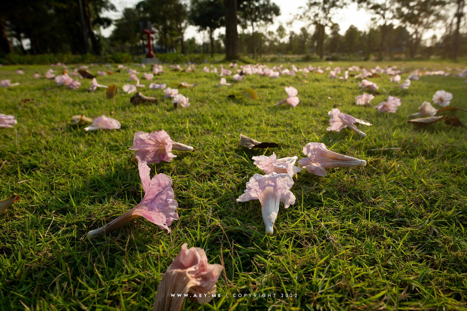 Pink Park Village บ้านพิงพัก