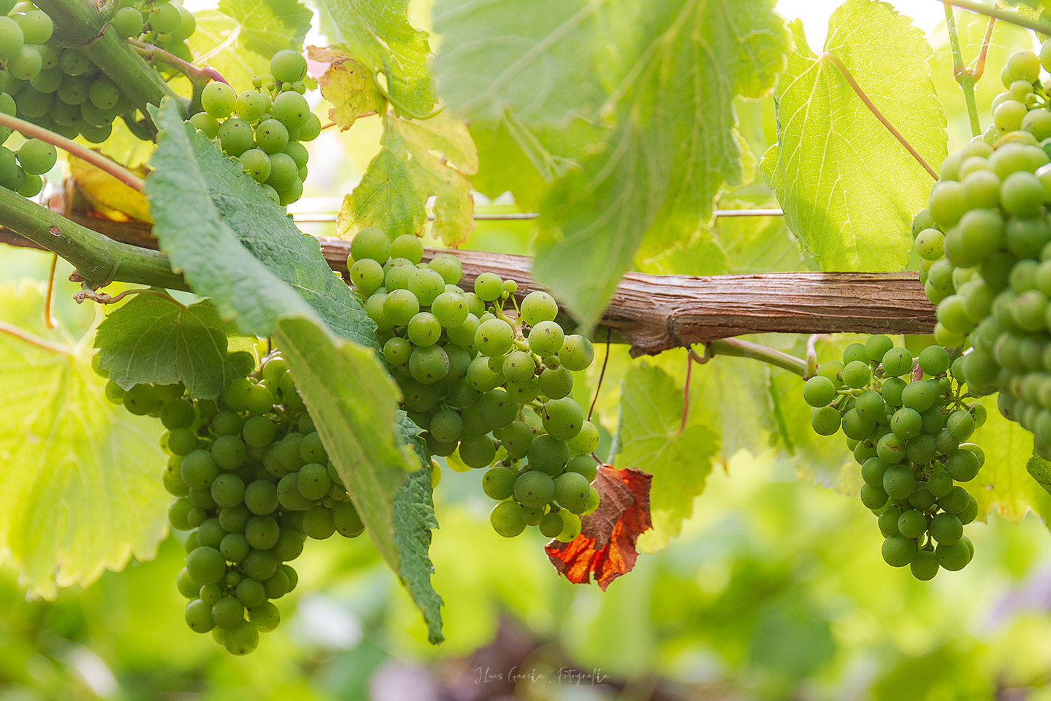 Albariño
