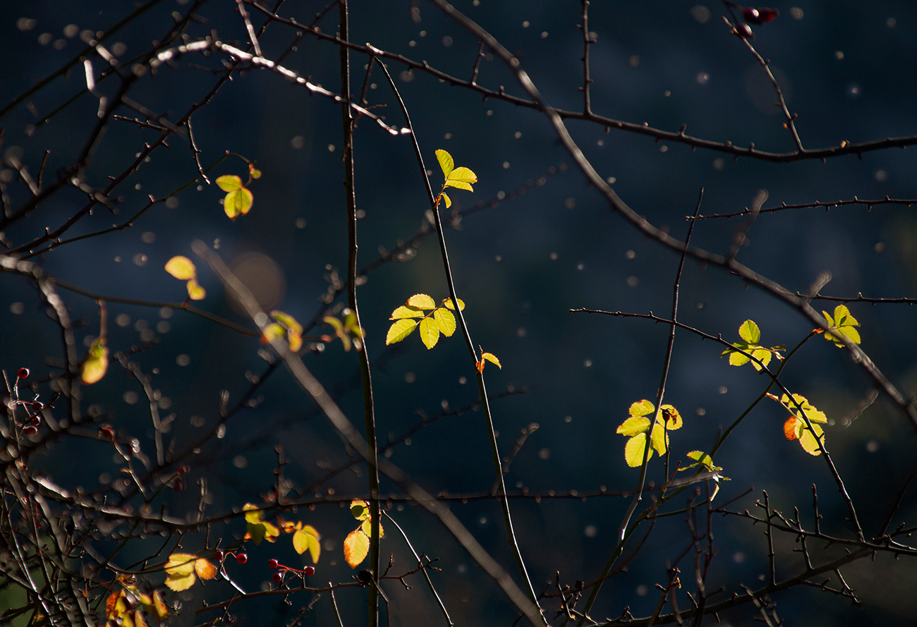Luces sobre el rosal