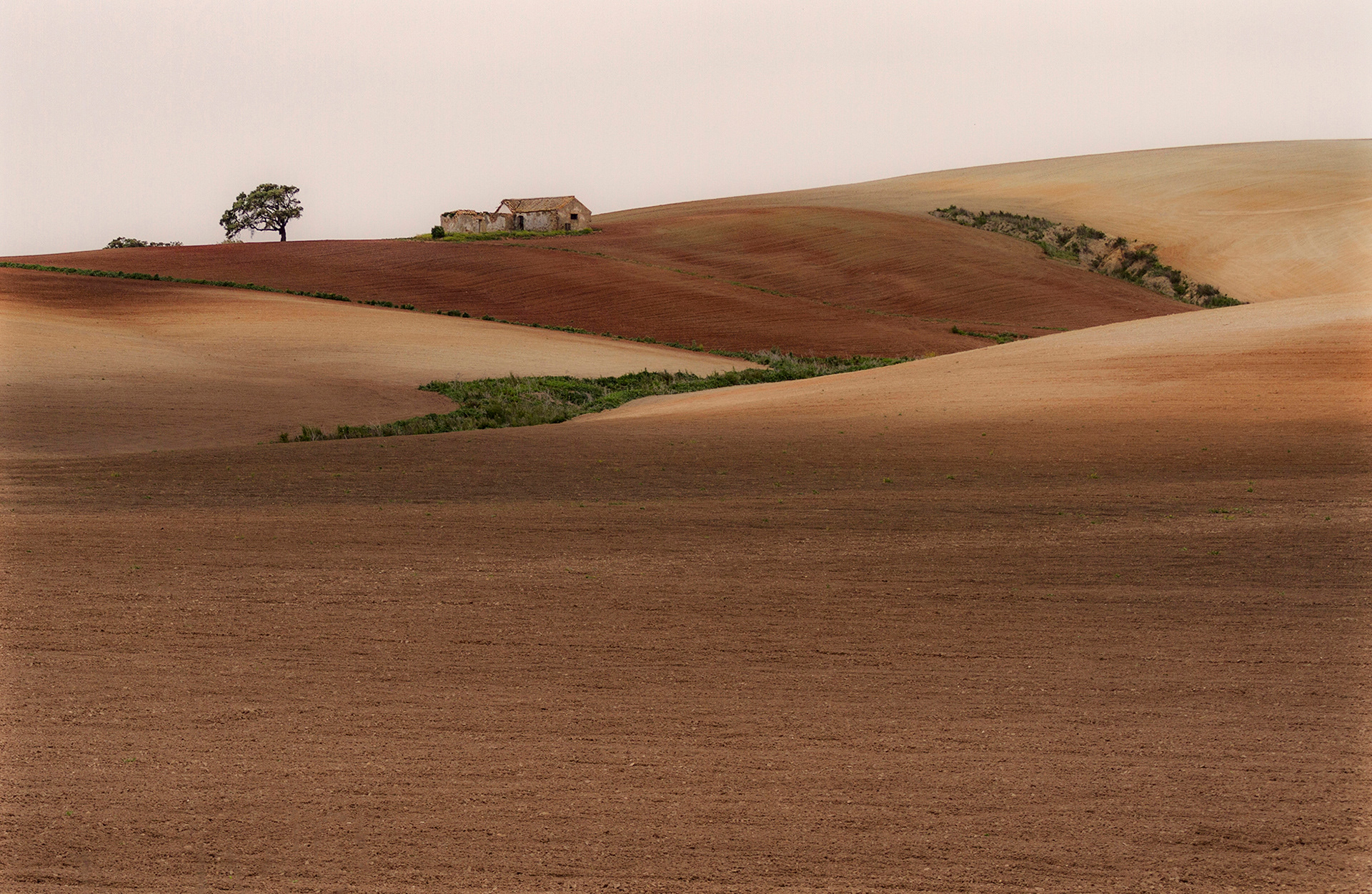 La campiña y la encina
