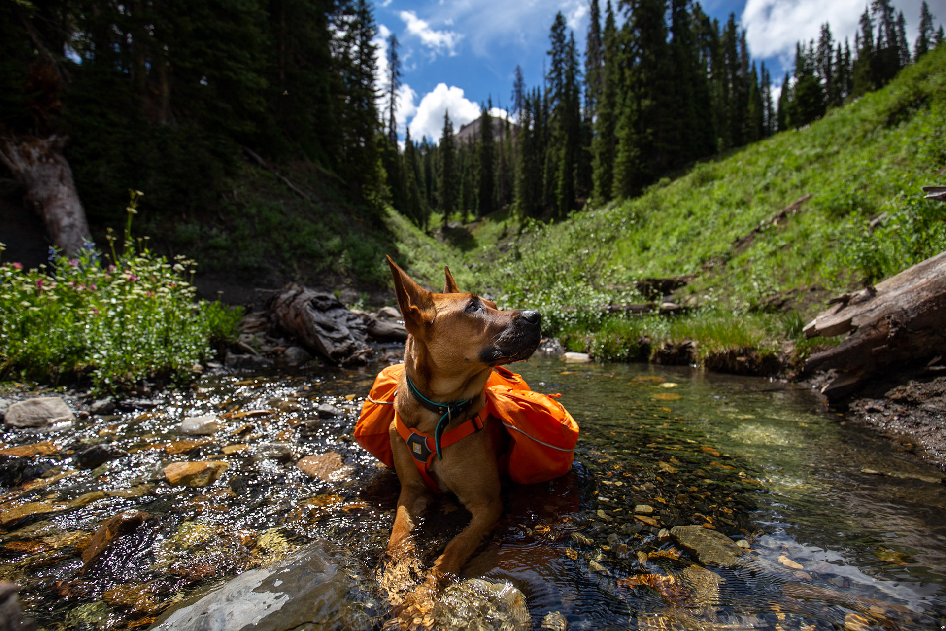 Plenty of water on the whole hike