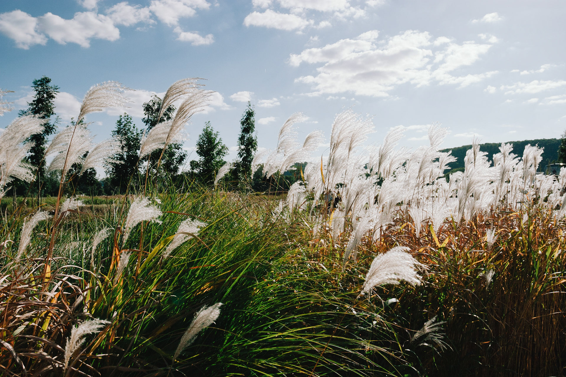 Des mauvaises herbes de Giverny