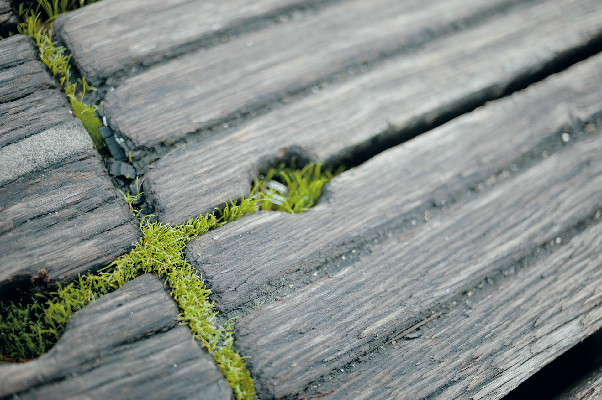 Life finds a way on the Pont des Arts