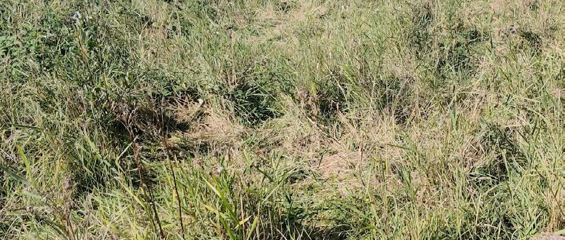 Trampled grass