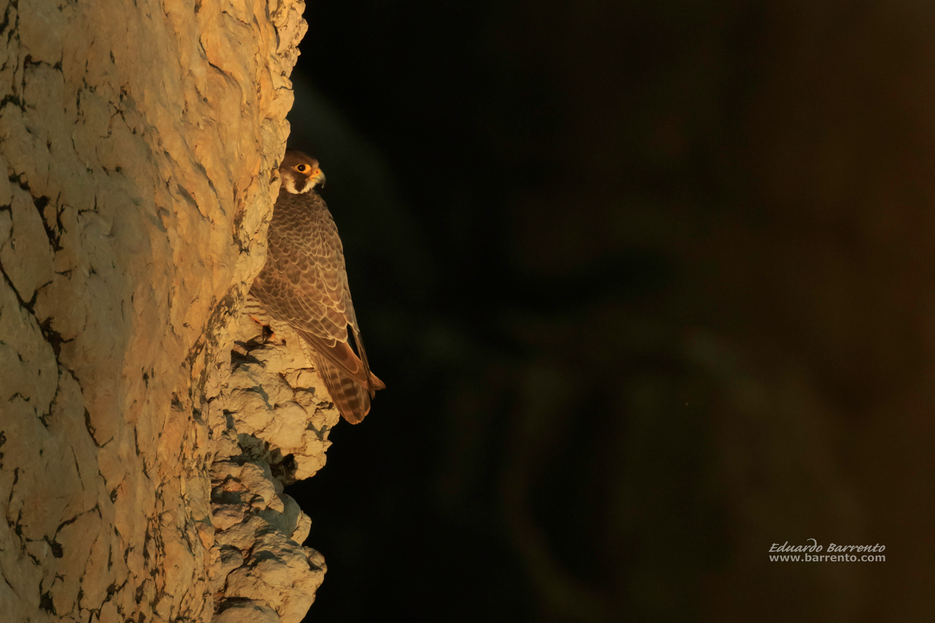 Falcão-peregrino. The peregrine falcon (Falco peregrinus)