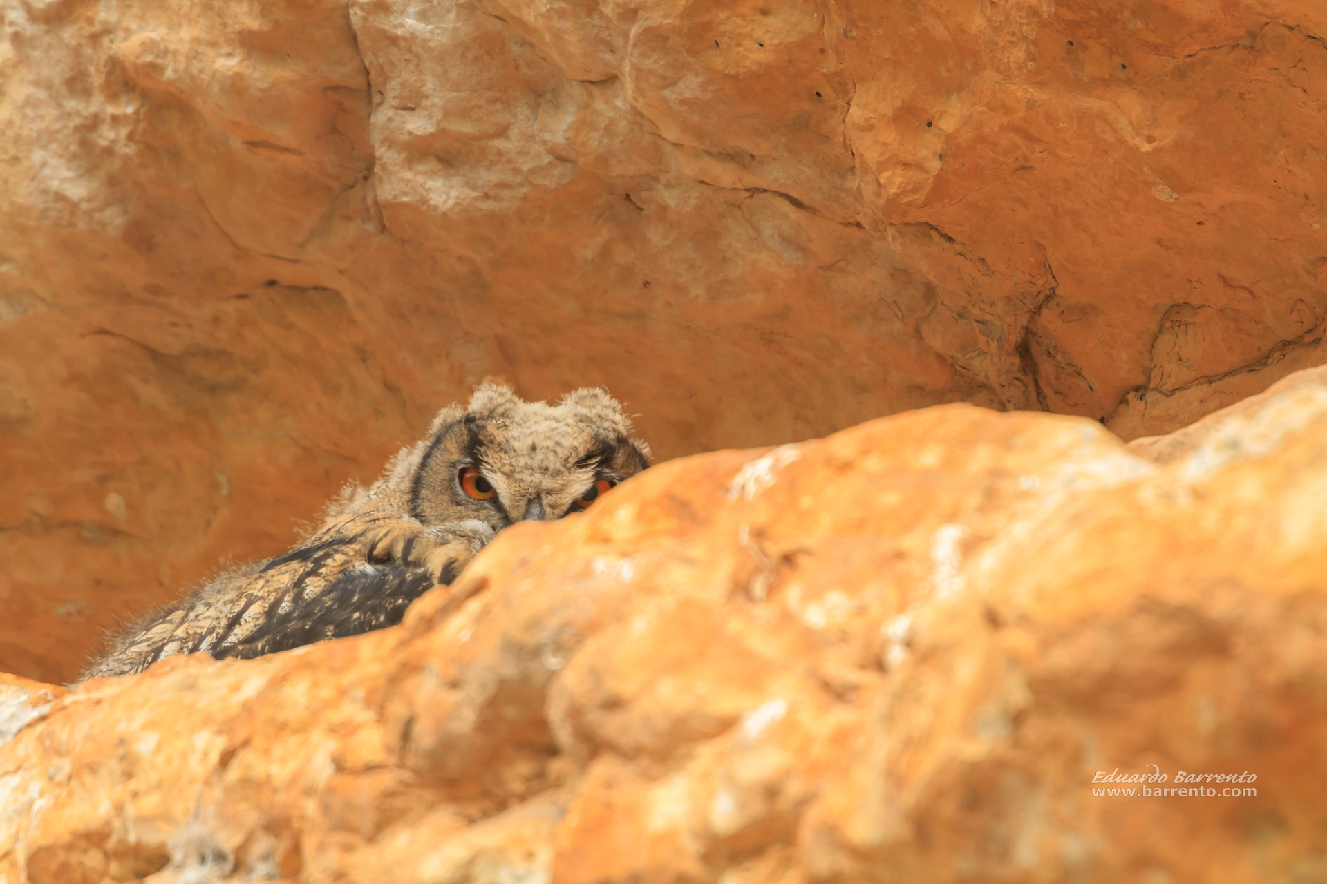 Bufo-real (Bubo bubo). The Eurasian eagle-owl