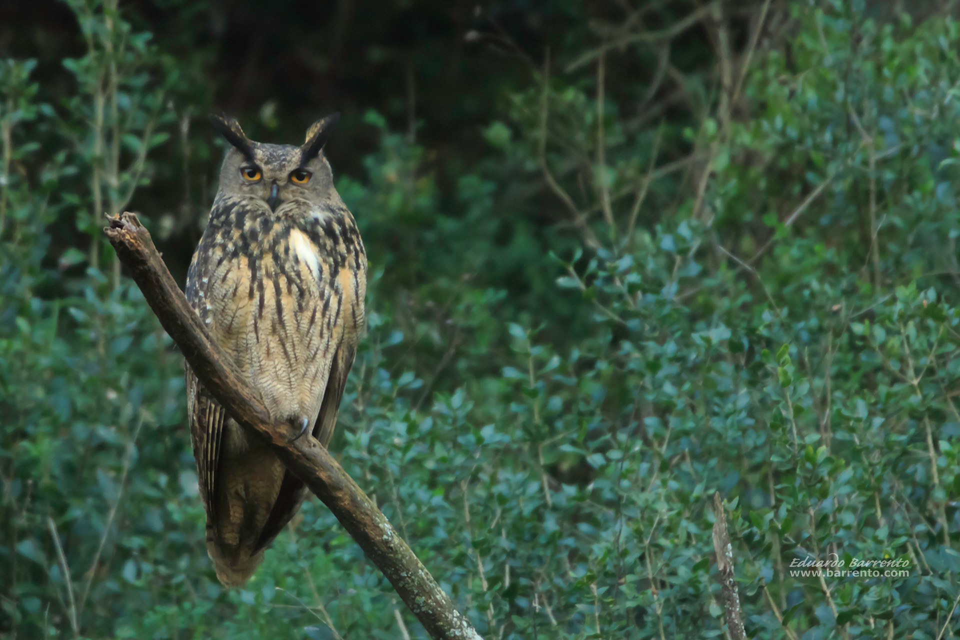 Bufo-real (Bubo bubo). The Eurasian eagle-owl
