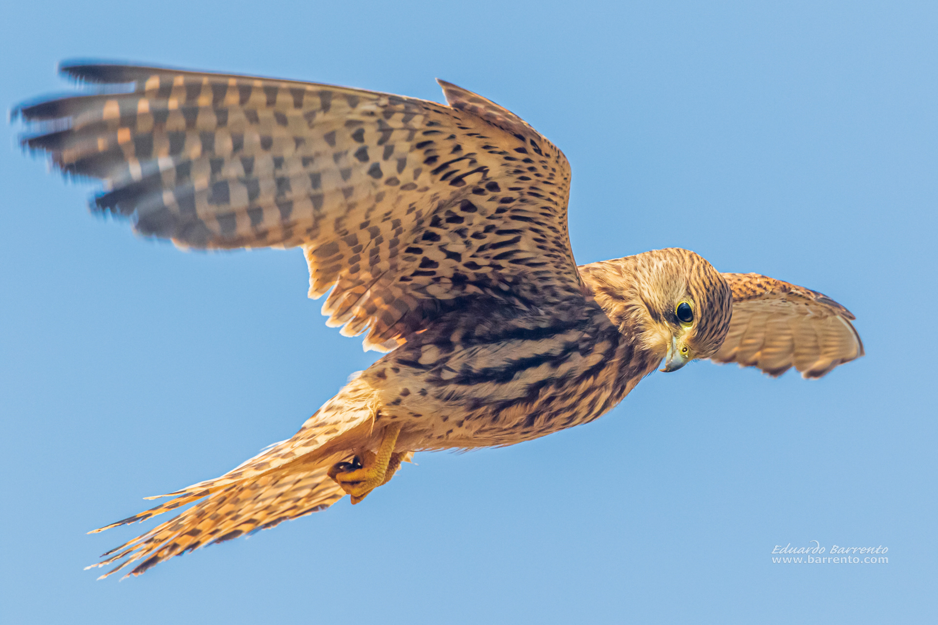 Peneireiro. The common kestrel (Falco tinnunculus)