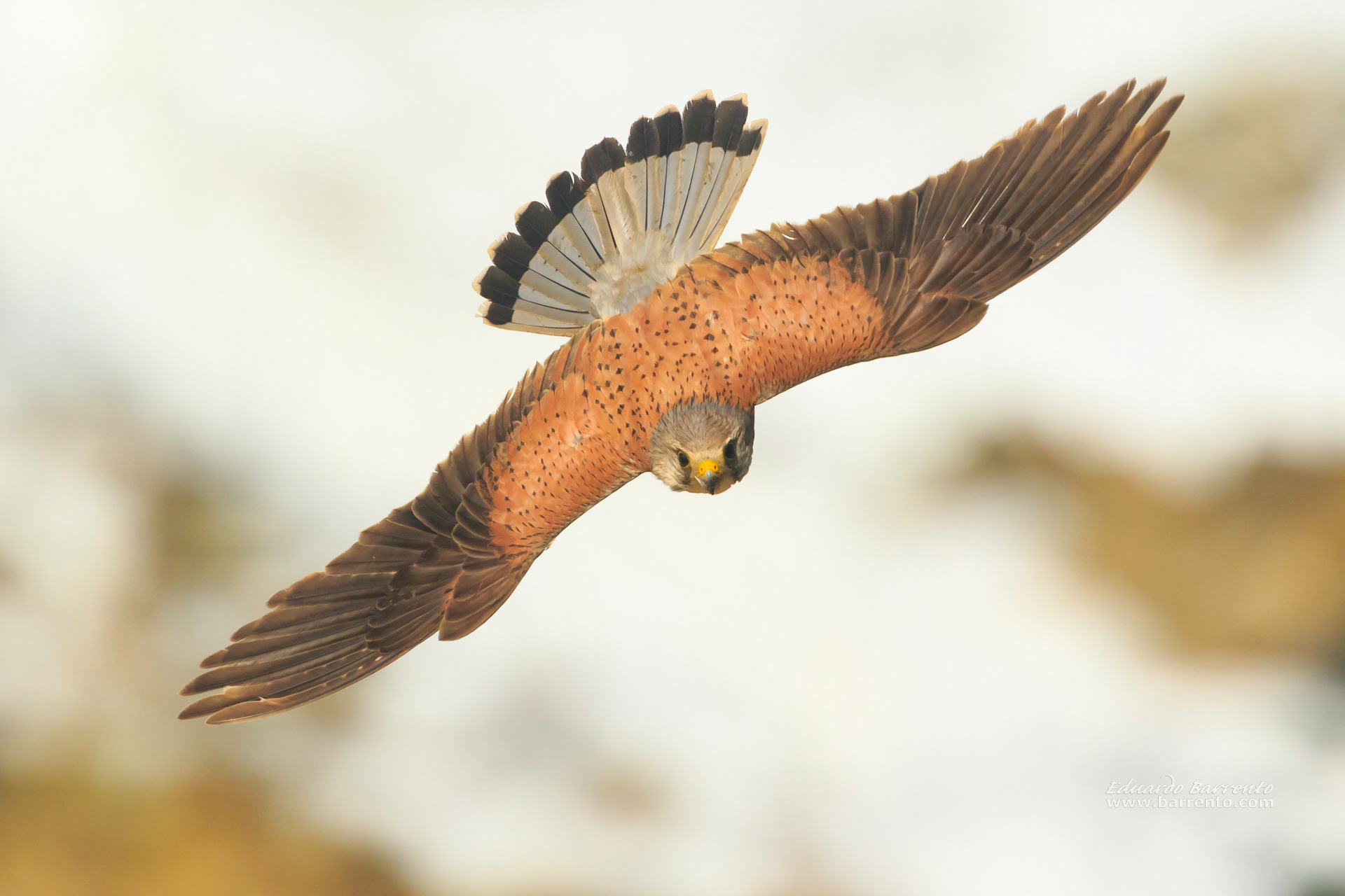 Peneireiro. The common kestrel (Falco tinnunculus)
