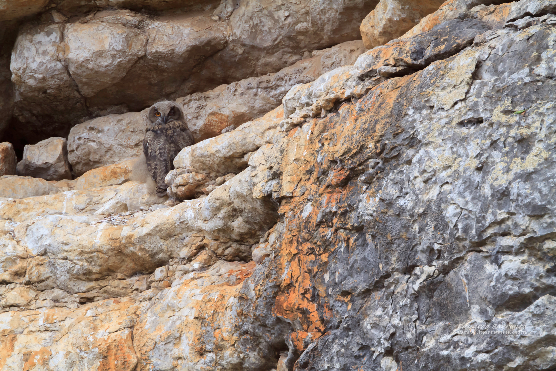 Bufo-real (Bubo bubo). The Eurasian eagle-owl