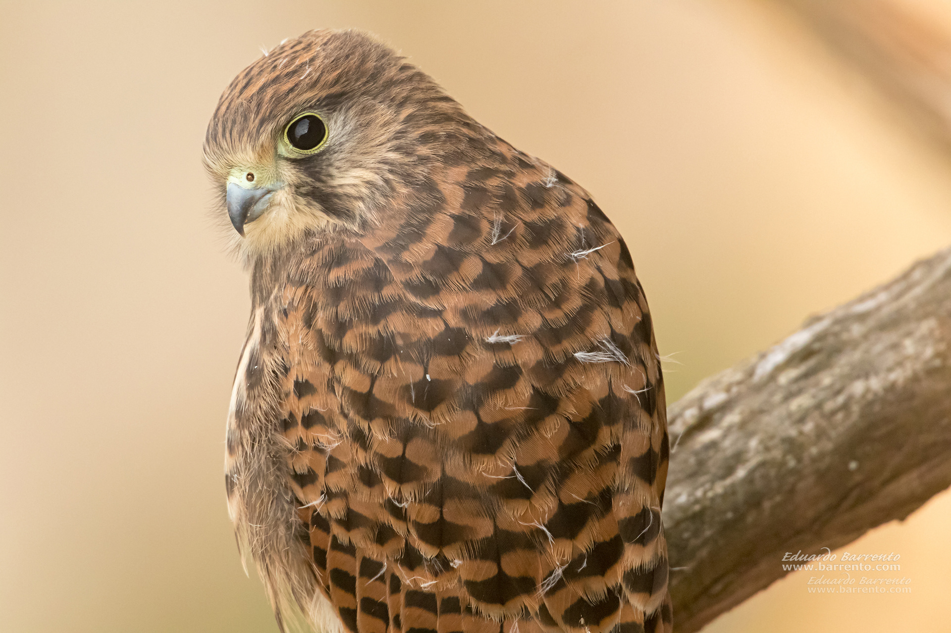 Peneireiro. The common kestrel (Falco tinnunculus)