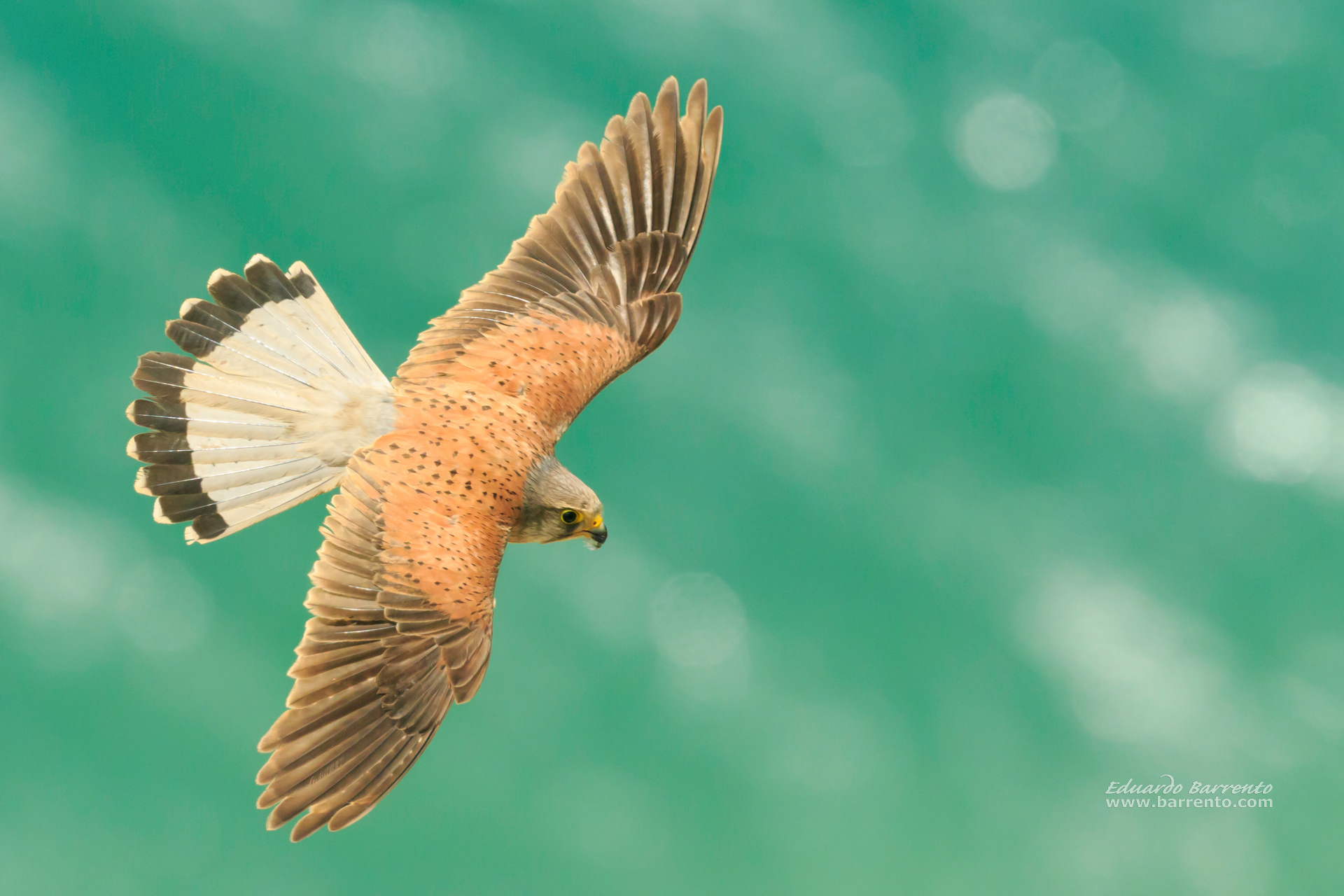 Peneireiro. The common kestrel (Falco tinnunculus)