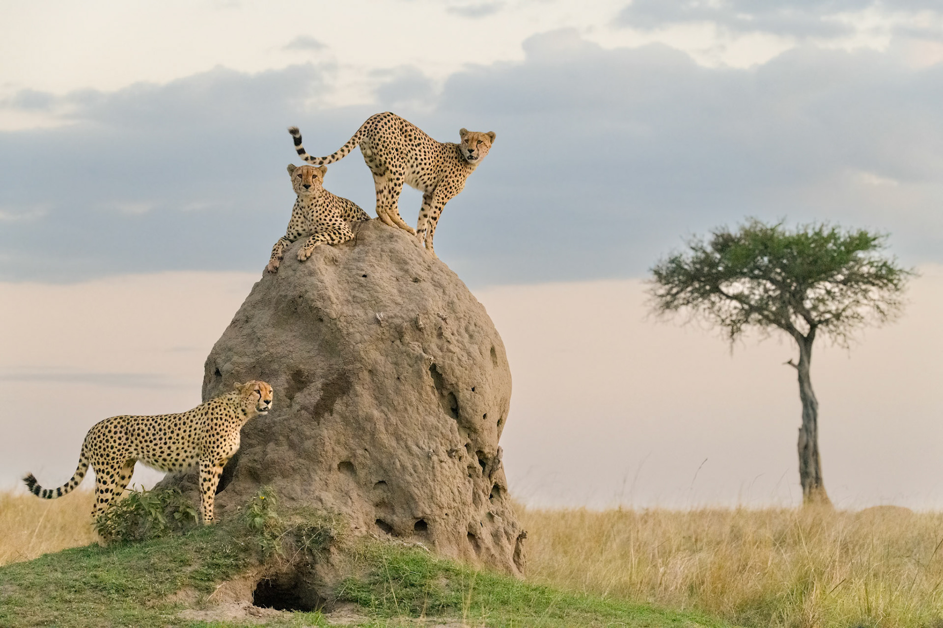 ON THE LOOKOUT FOR DINNER