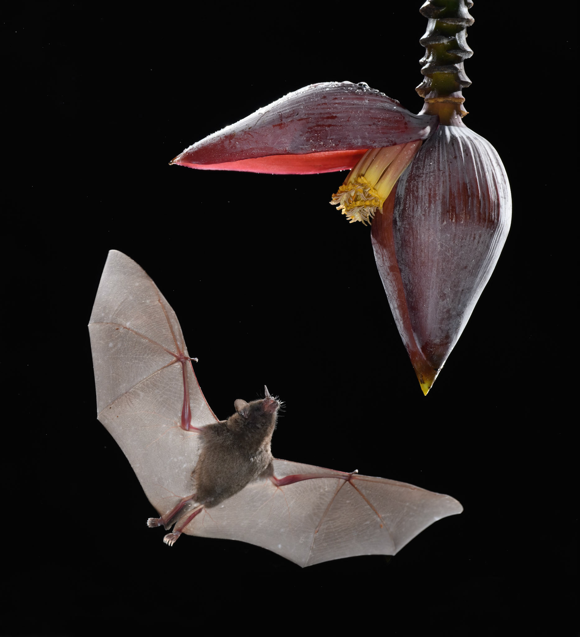 THE BALANCE OF NATURE