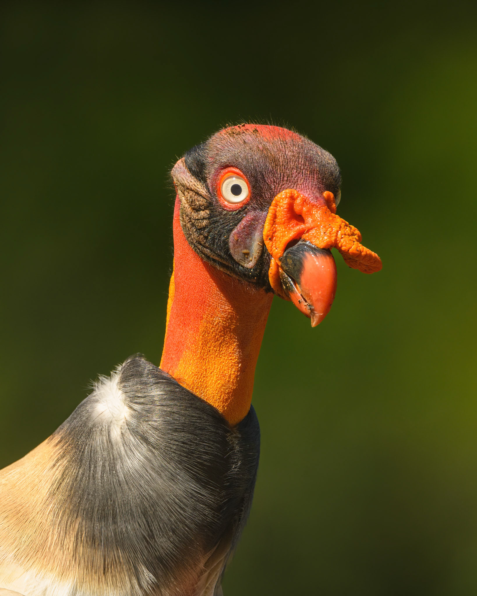 KING VULTURE WATCHING CAREFULLY