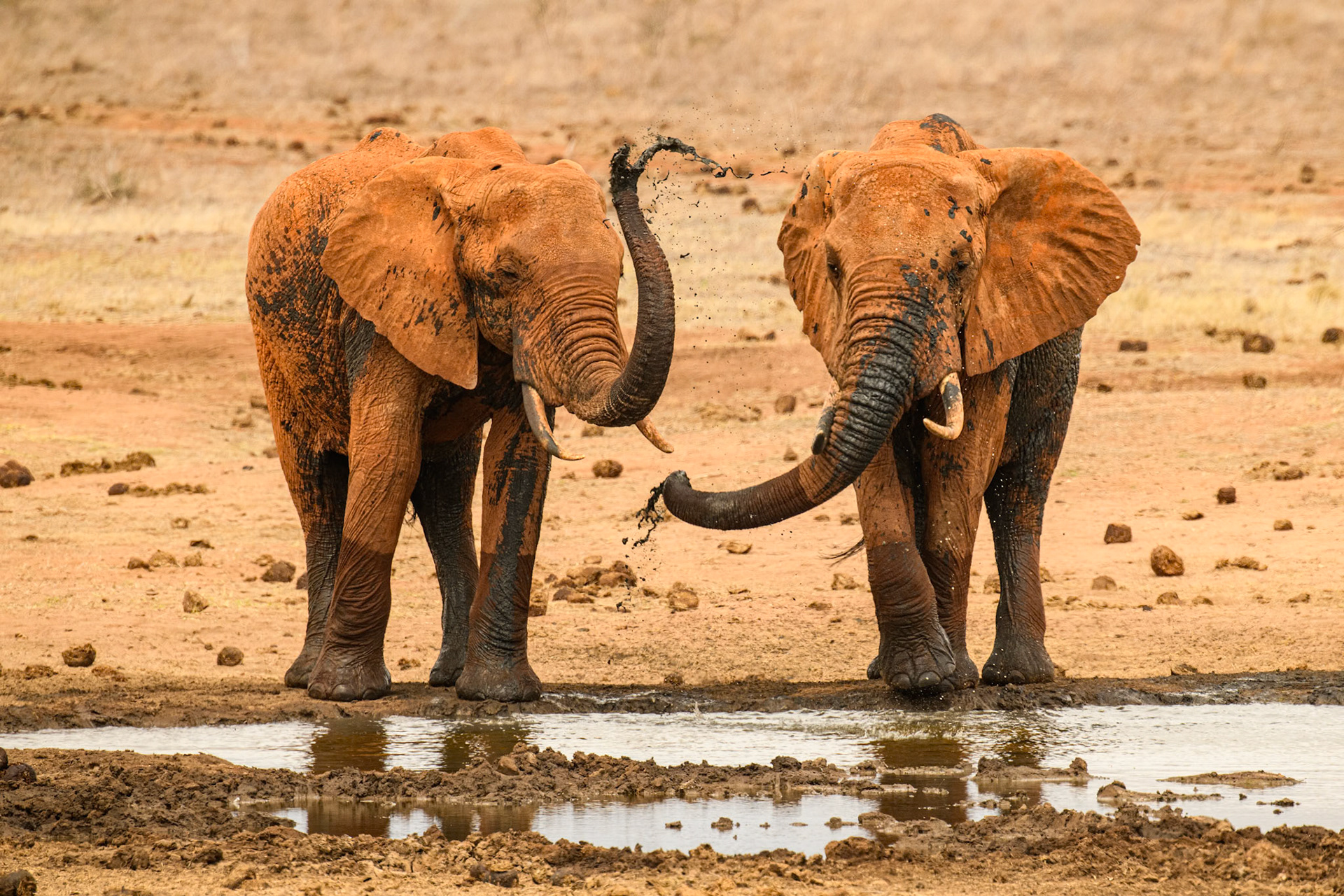 ELEPHANTS APPLYING SUN PROTECTION