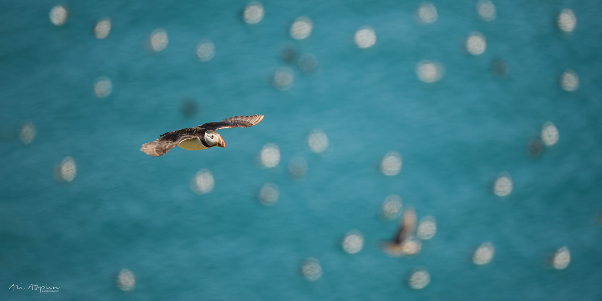 HIGH FLYER