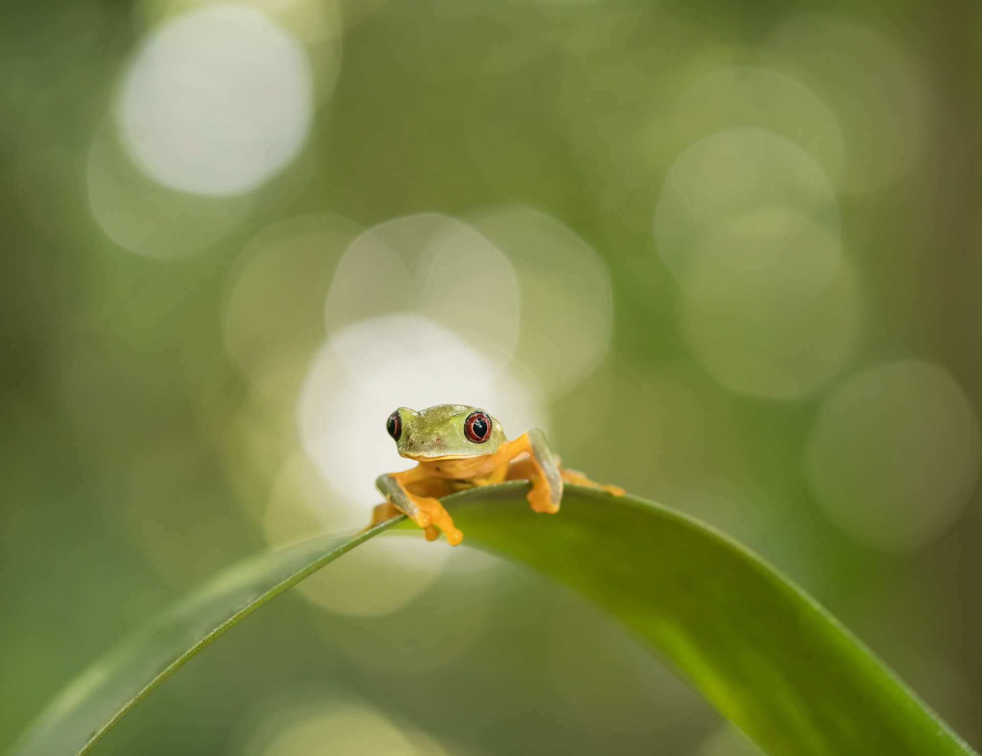 EMERALD GLASS FROG IN FOREST