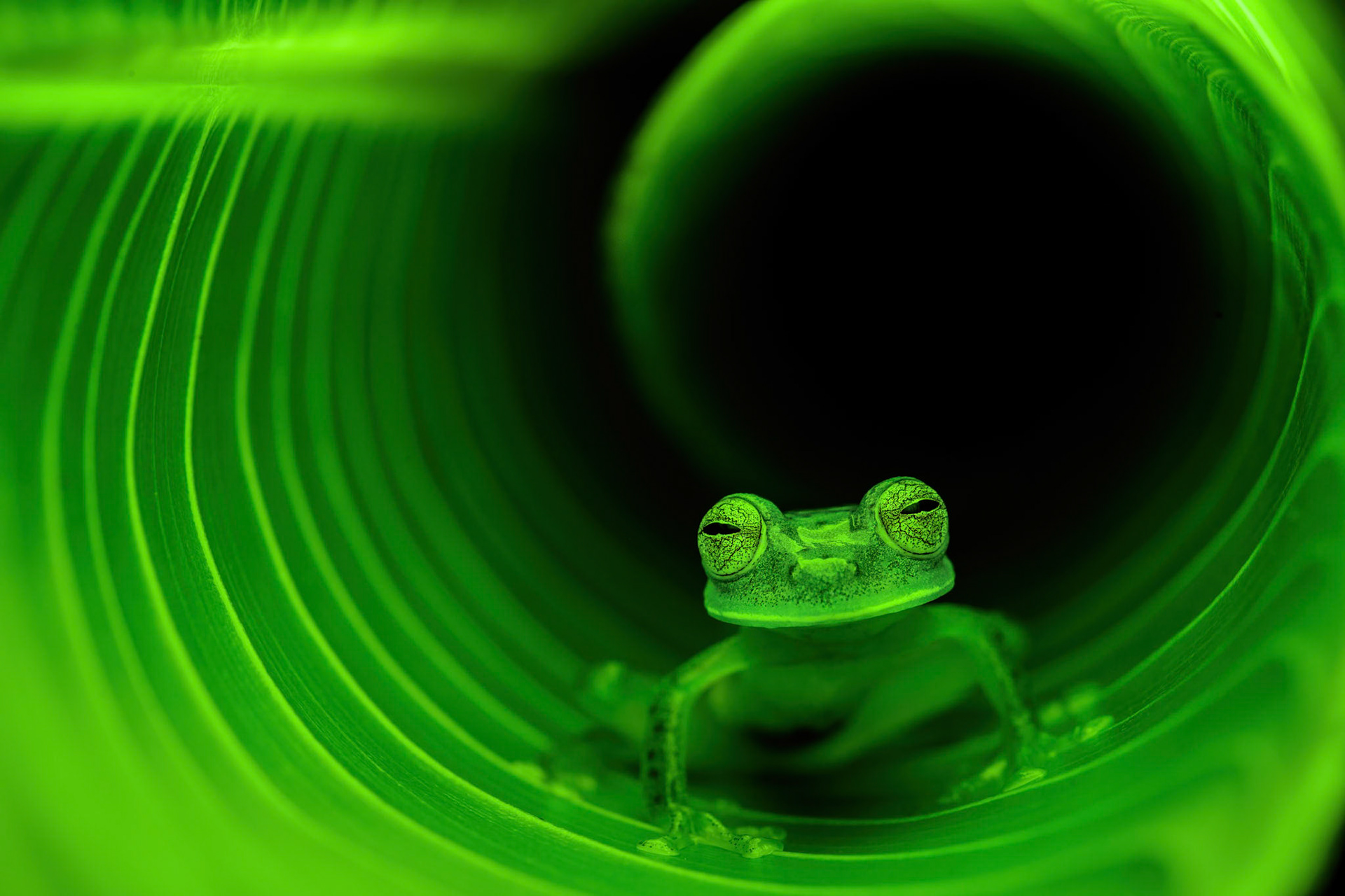 EMERALD GLASS FROG
