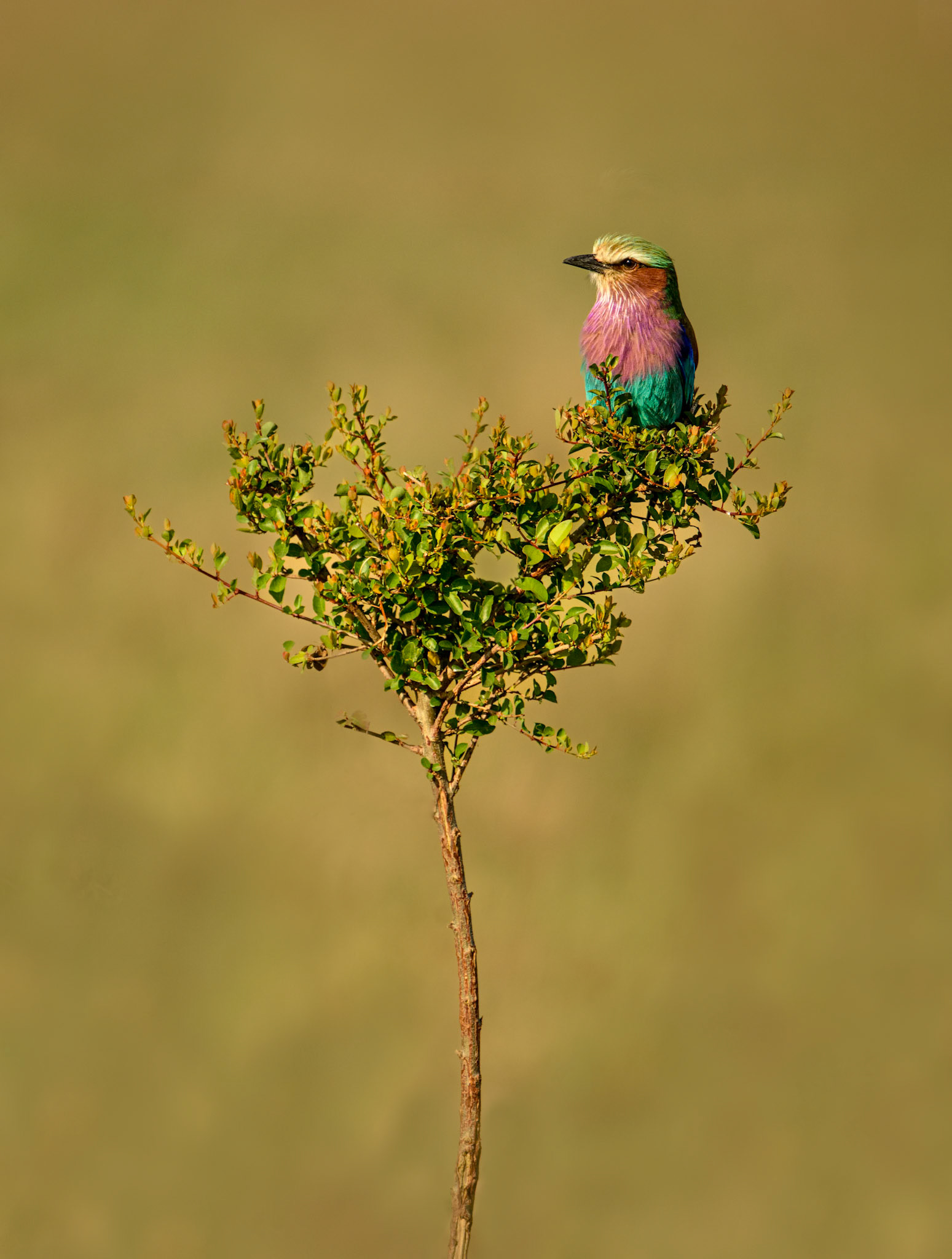 LILAC-BREASTED ROLLER