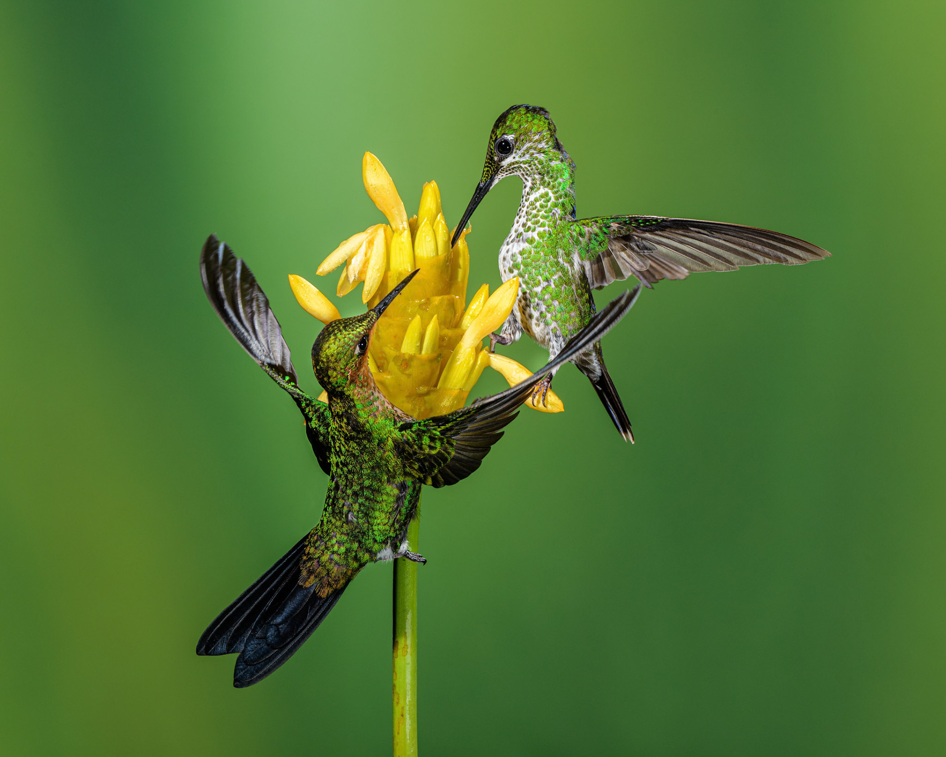 HUMMINGBIRDS FEEDING IN COSTA RICA