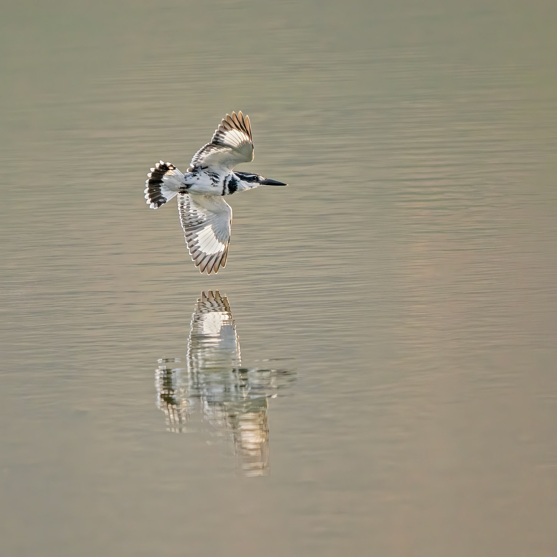 PIED KINGFISHER LANDING ON THE WATER